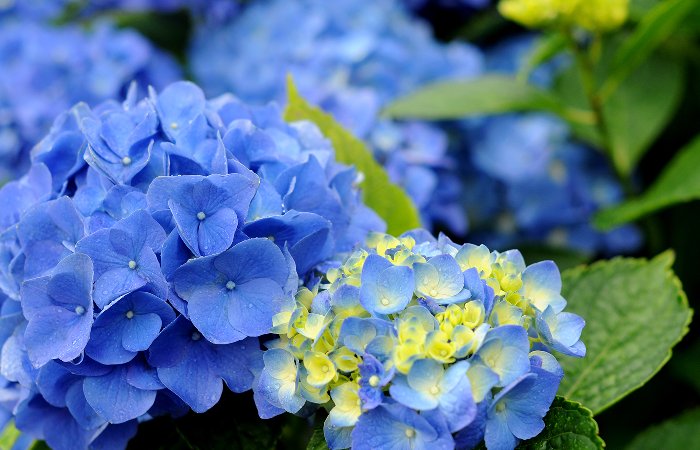 【コラム】六月、水の月、紫陽花の不思議