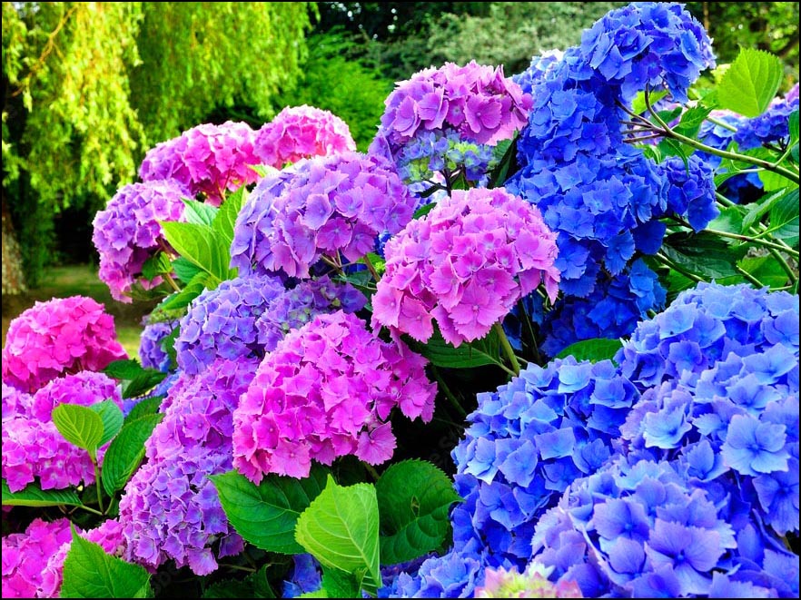 紫陽花