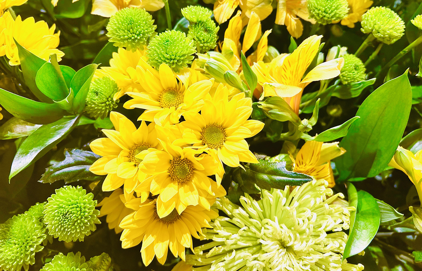 【コラム】九月、重陽の節句と菊の花