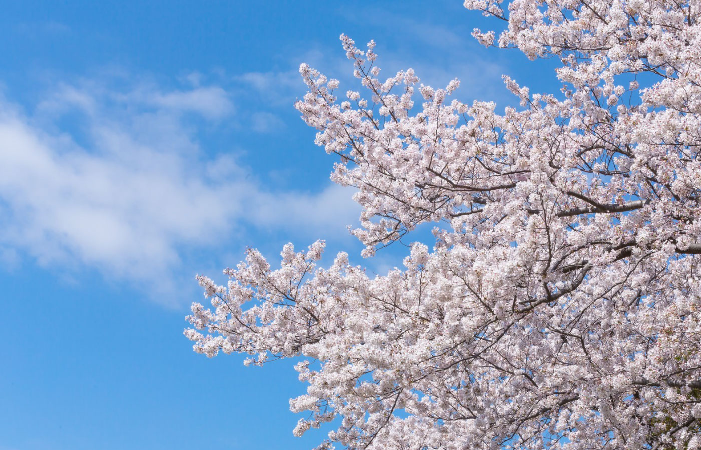 【コラム】四月、卯月。青と白が紡ぐ足元の奇跡
